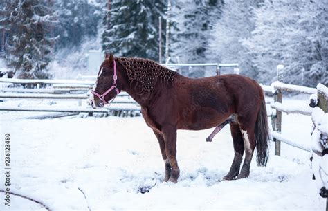 sex de cheval|Category:Horse penis .